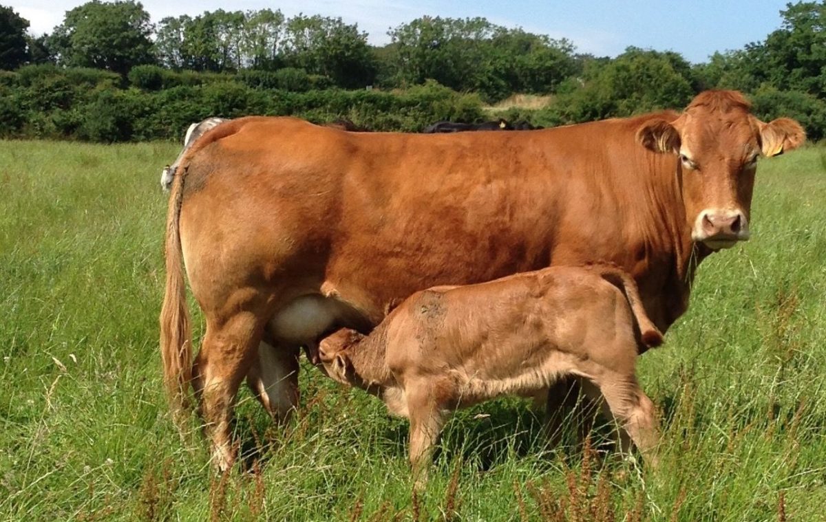 Lactancia sin pérdida de estado - El fósforo sostiene la producción de leche y la condición corporal.
