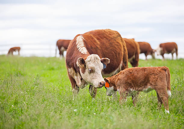 Eficiencia reproductiva probada - El fósforo como aliado de la fertilidad bovina.